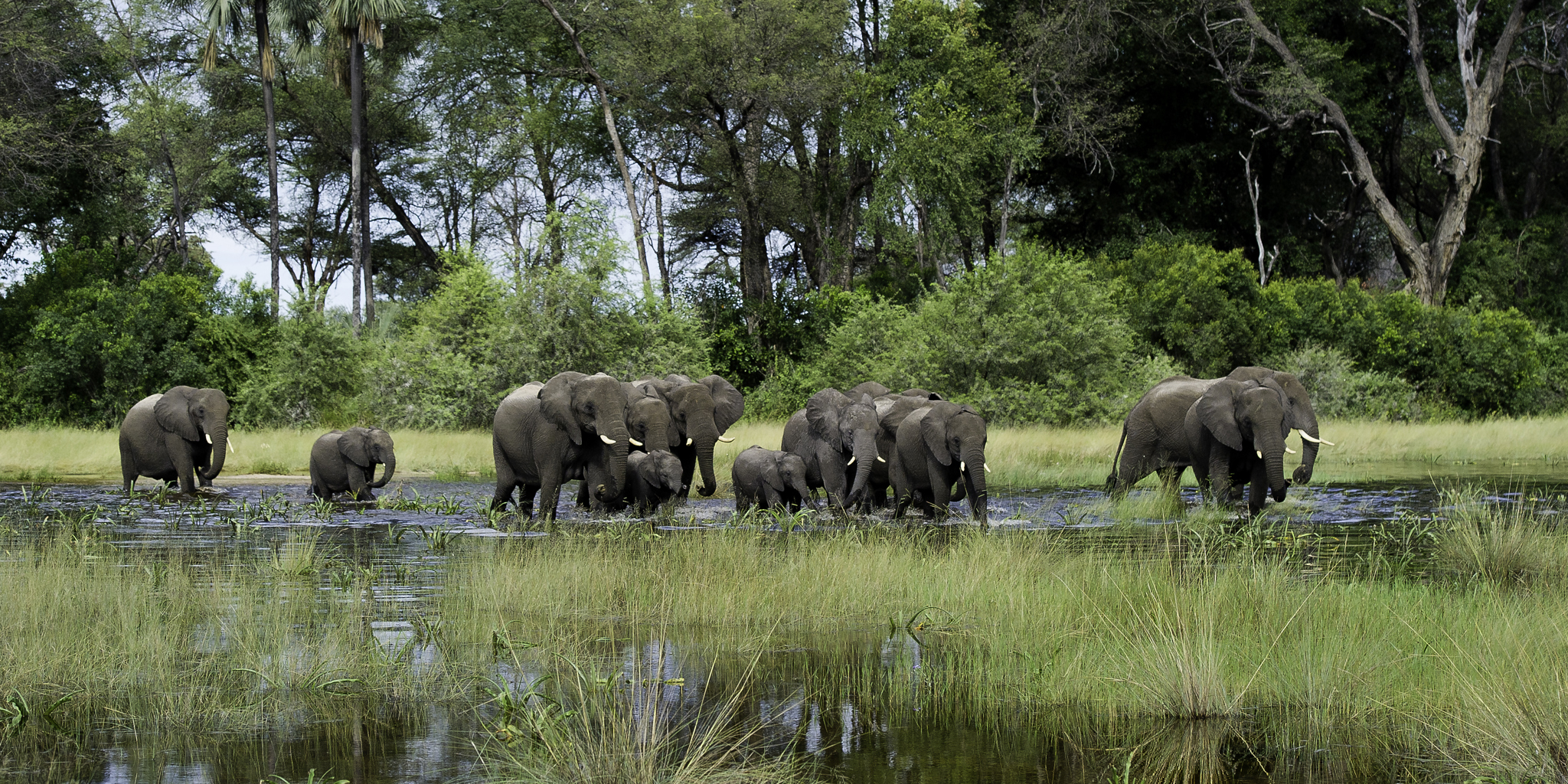 Botswana safari