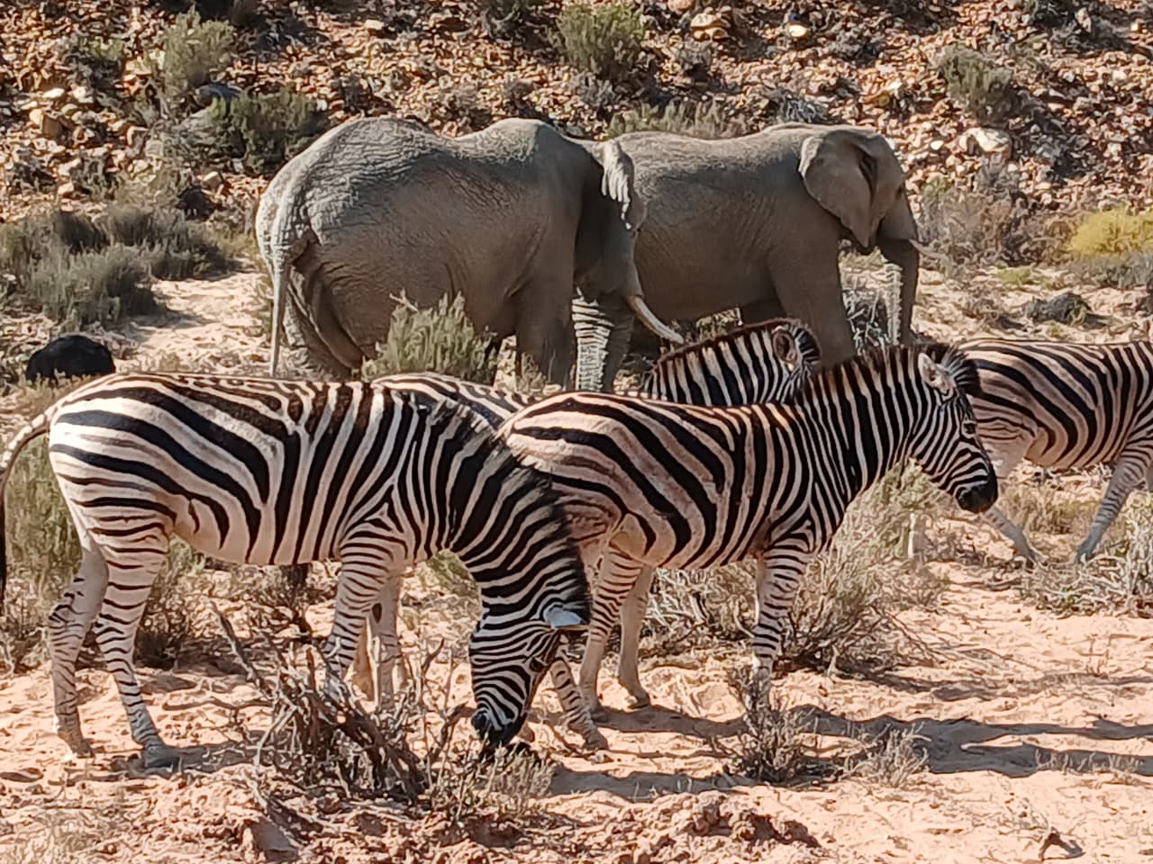Wildlife and nature tourism