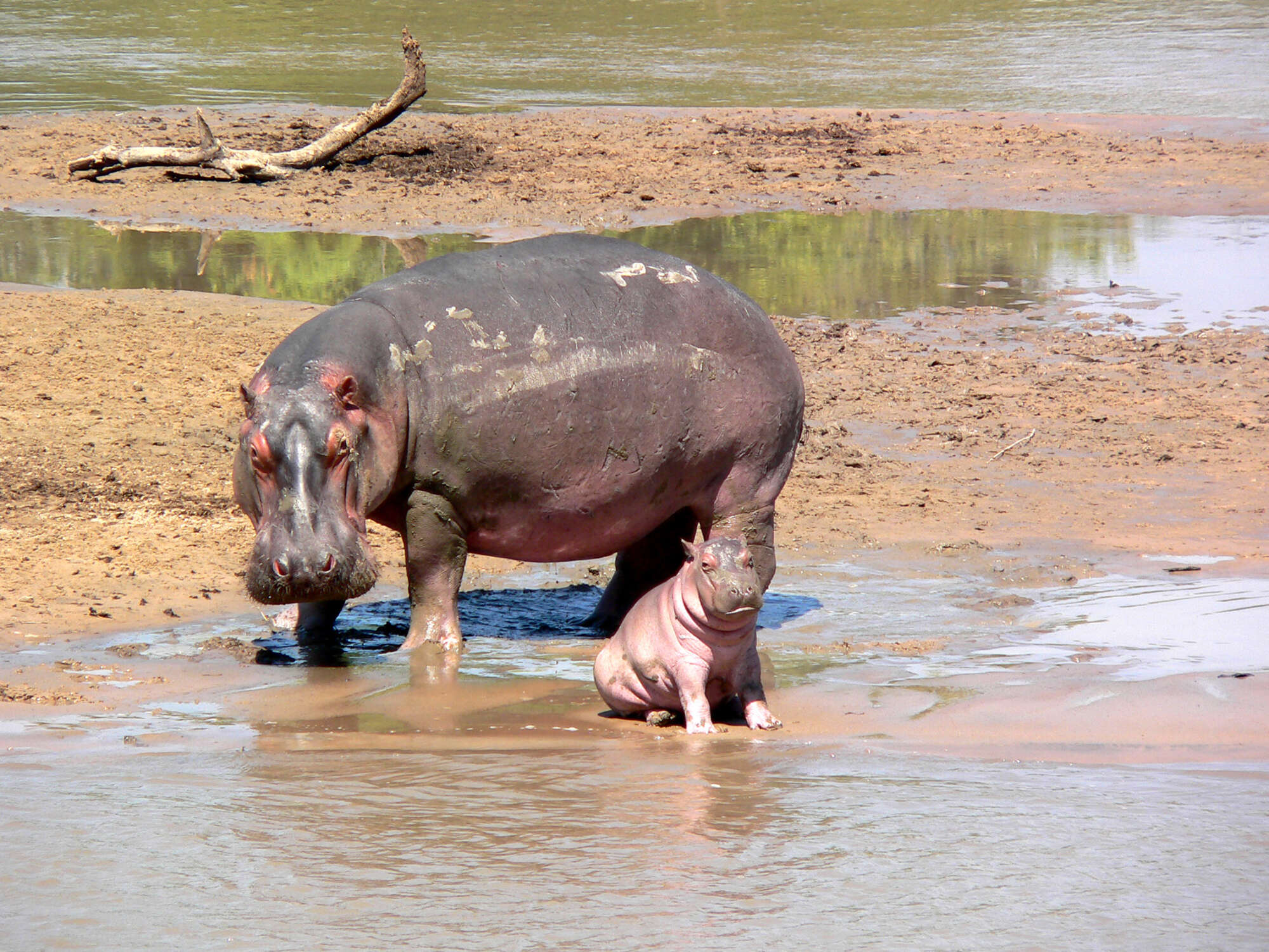 Zambia wildlife